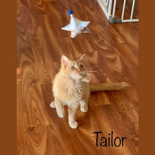 Photo of Tailor