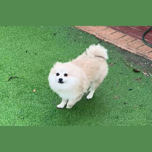 Photo of Dora