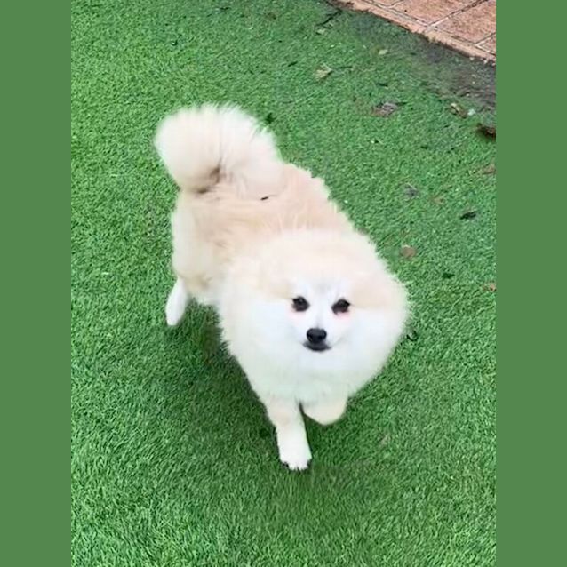 Photo of Dora