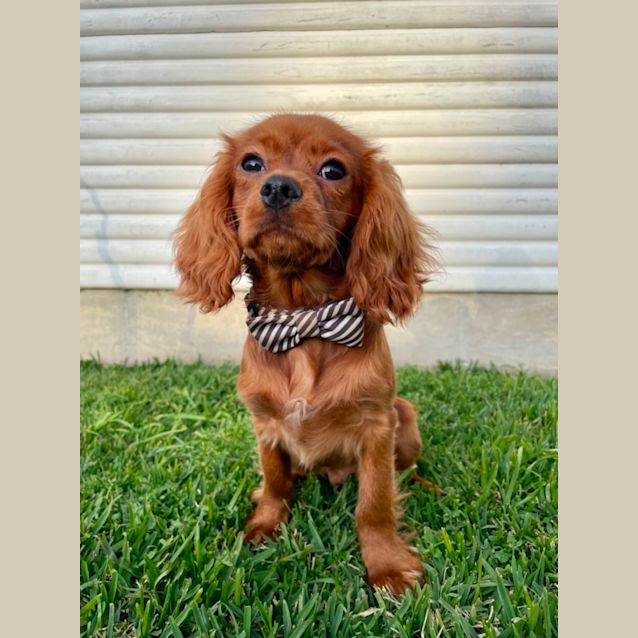 Photo of Ace
