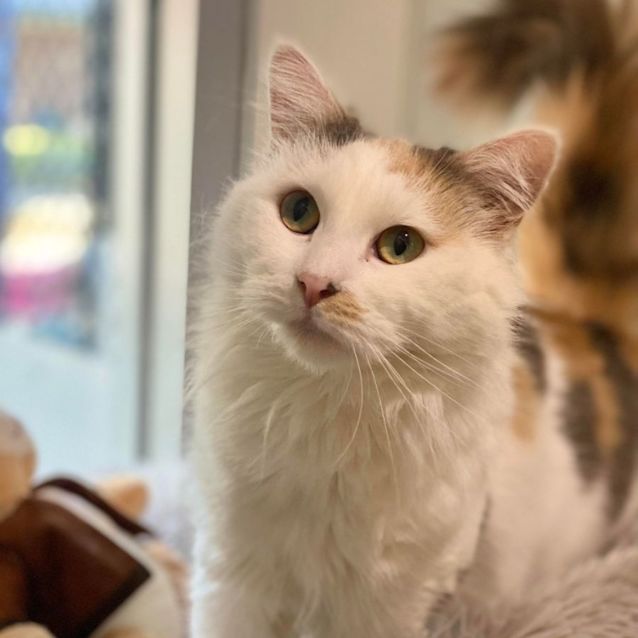 Photo of Butterscotch