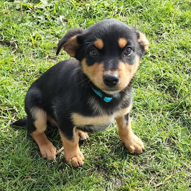 Photo of Captain 