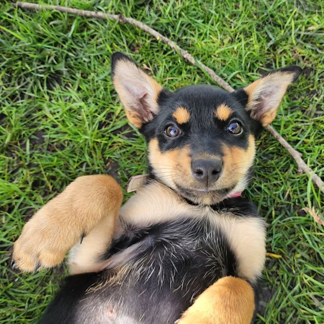 Photo of Calypso