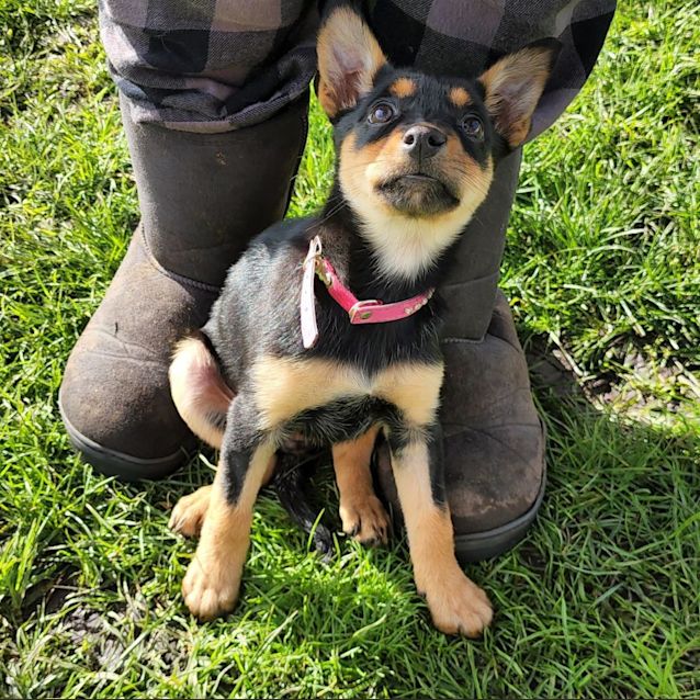 Photo of Calypso