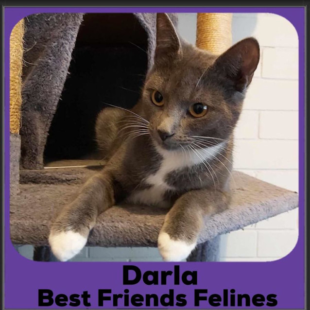Photo of Darla 