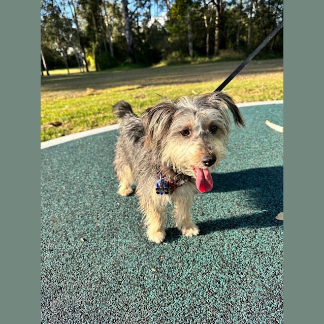 Photo of Molly   10 Month Old Silky Terrier (Trial)