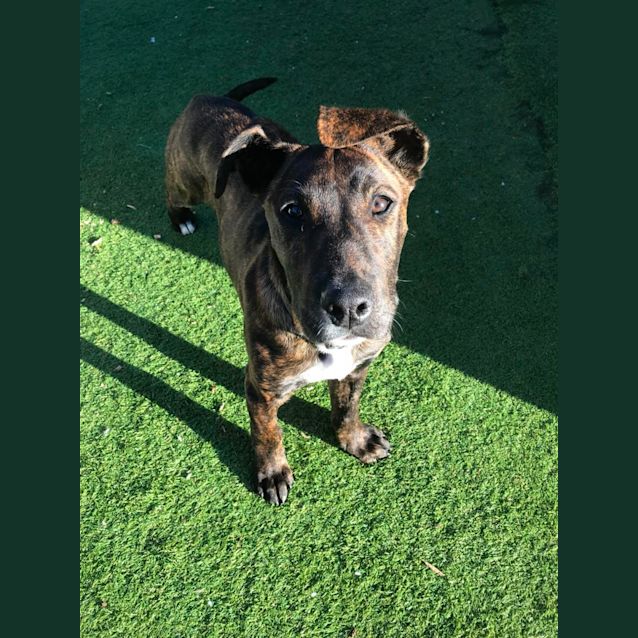 Photo of Leo (Leonardo)