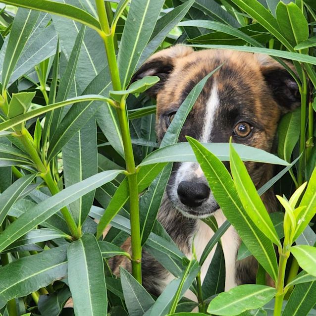 Photo of Slinky