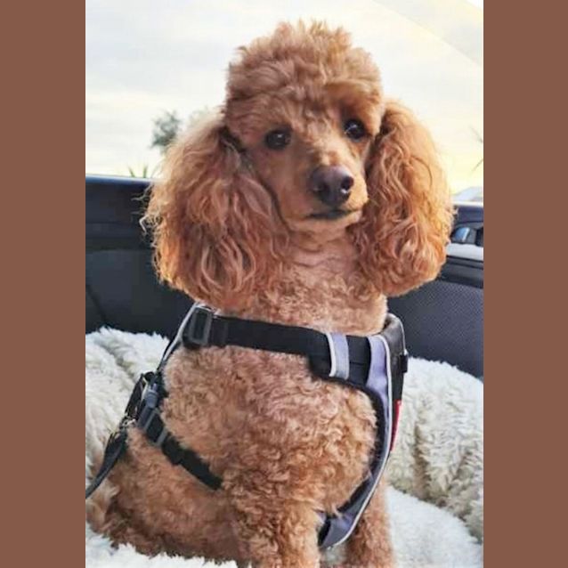 Photo of Teddy