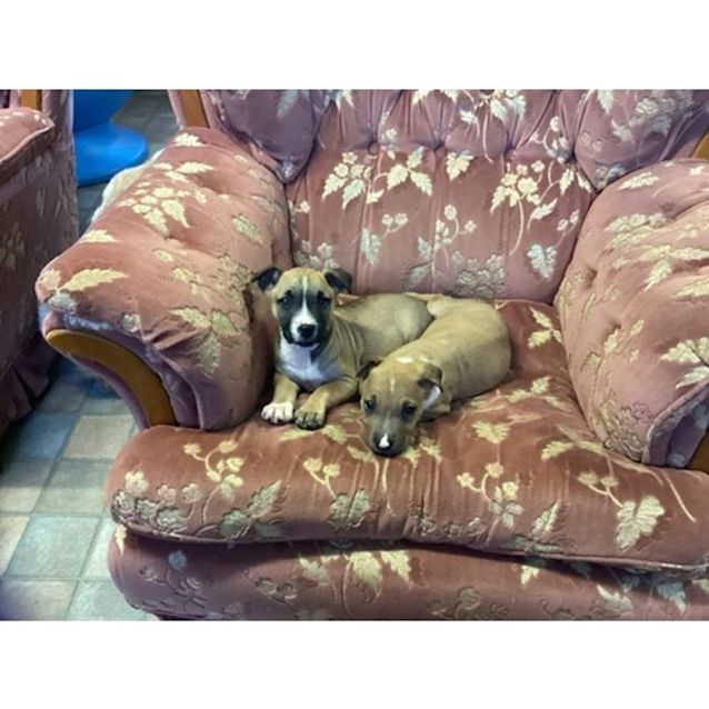 Photo of Banjo