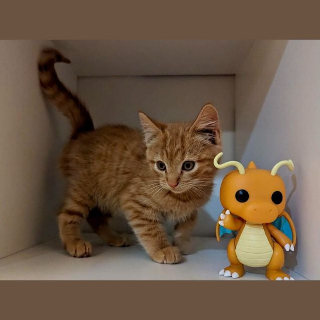 Photo of Merlin