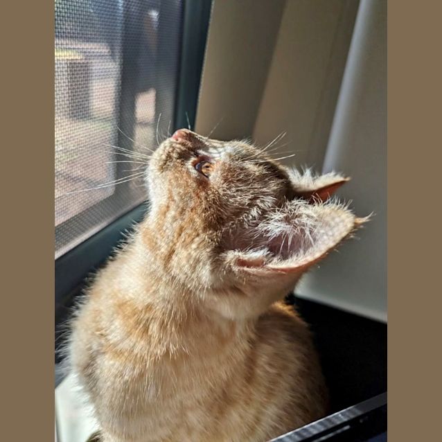 Photo of Merlin