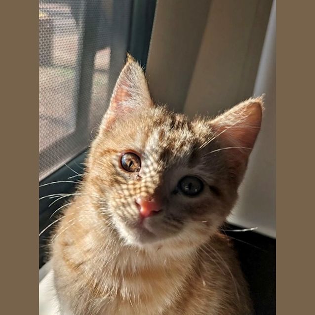 Photo of Merlin