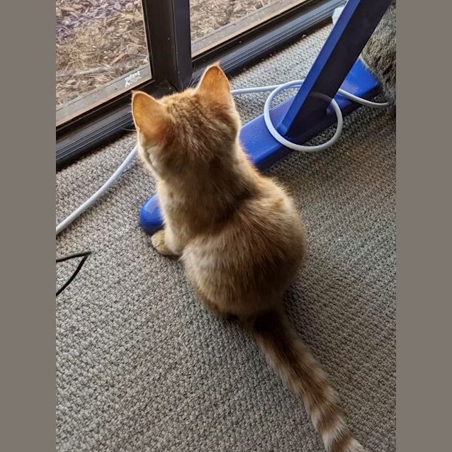 Photo of Merlin