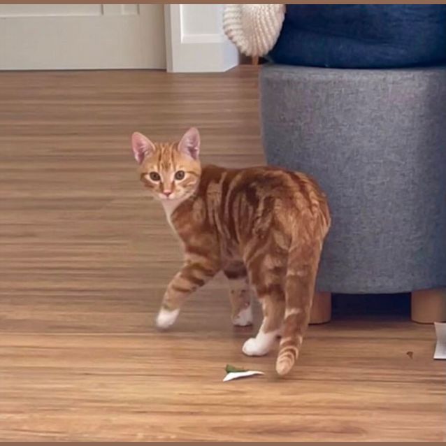 Photo of Clarrie *9 Lives Project Rescue*