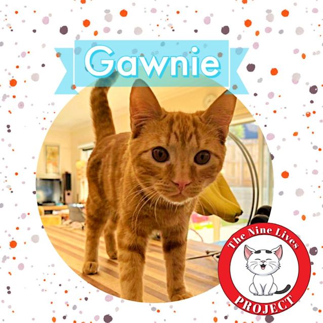 Photo of Gawnie *9 Lives Project Rescue