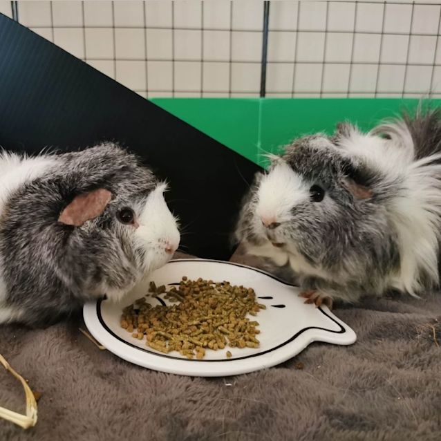 Photo of Hedgehog & Speedy (Located In Bentleigh East)