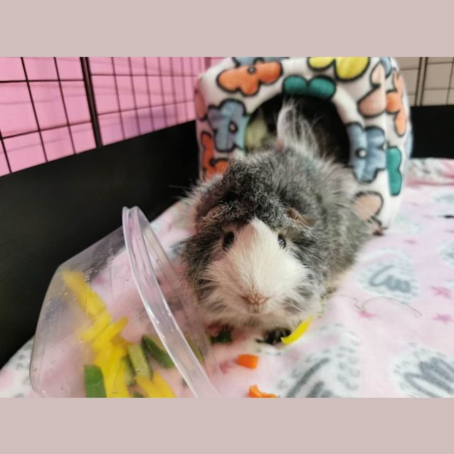 Photo of Hedgehog & Speedy (Located In Bentleigh East)