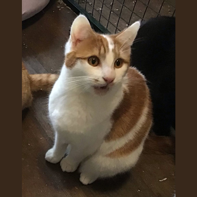Photo of Flynn