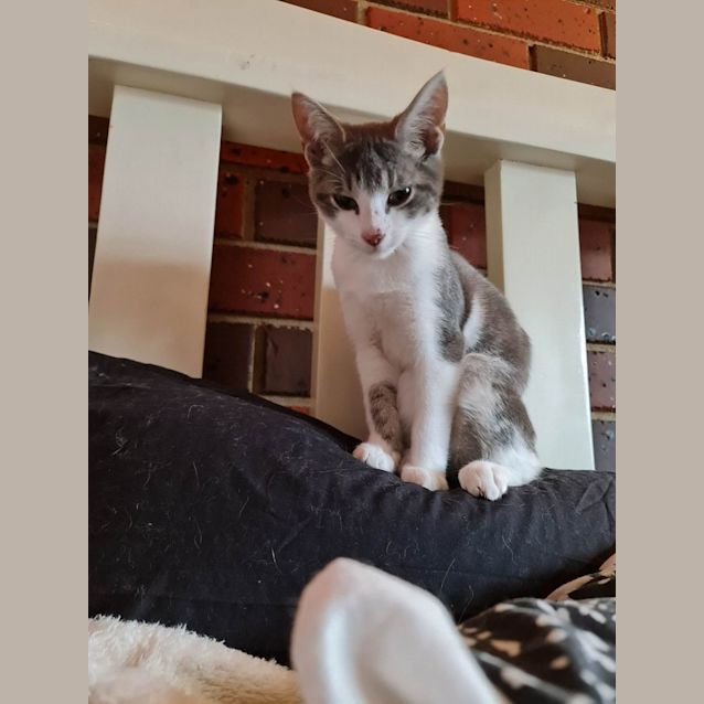 Photo of Casper *9 Lives Project Rescue*