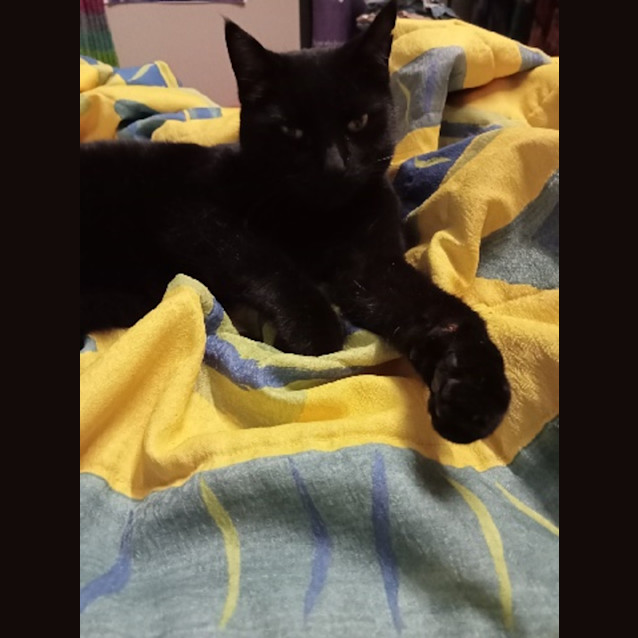Photo of Panther
