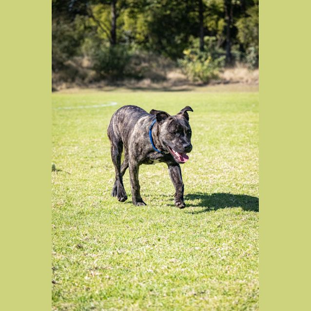 Photo of Chino   8 Month Old Staffy X (Trial)