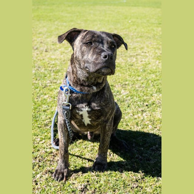 Photo of Chino   8 Month Old Staffy X (Trial)