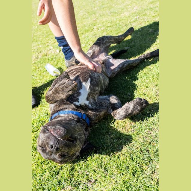 Photo of Chino   8 Month Old Staffy X (Trial)