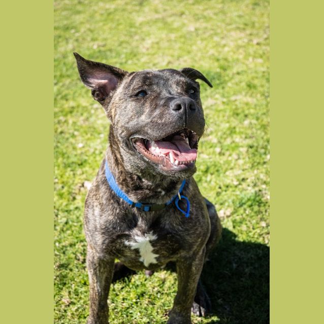 Photo of Chino   8 Month Old Staffy X (Trial)