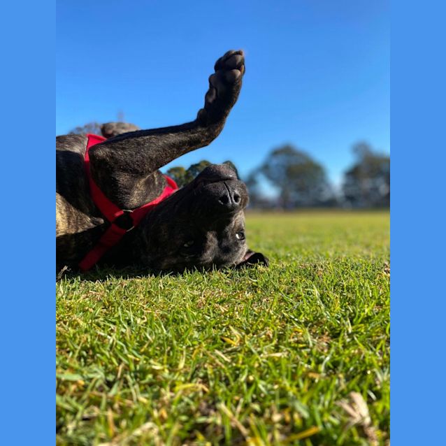 Photo of Chino   8 Month Old Staffy X (Trial)