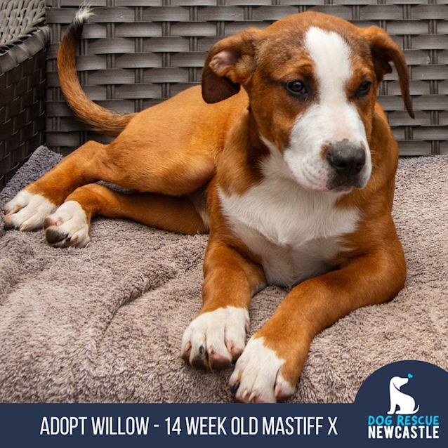 Photo of Willow   14 Week Old Mastiff X (Trial)