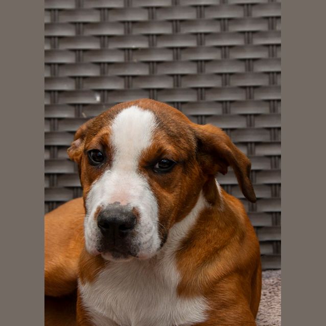 Photo of Willow   14 Week Old Mastiff X (Trial)