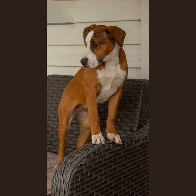 Photo of Willow   14 Week Old Mastiff X (Trial)