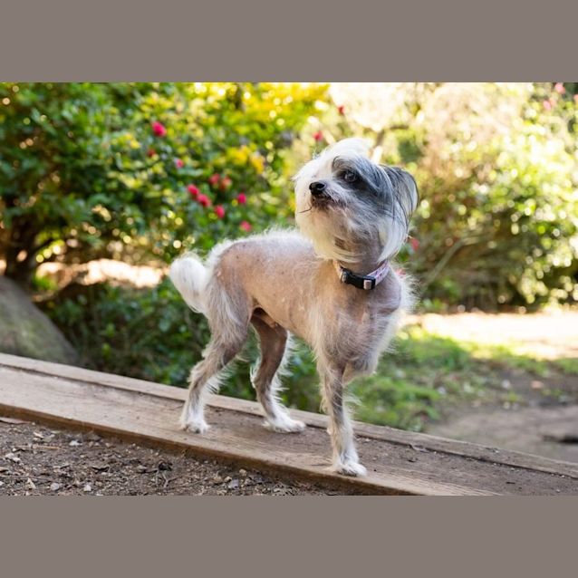 Photo of Tillie & Aisla   Chinese Crested