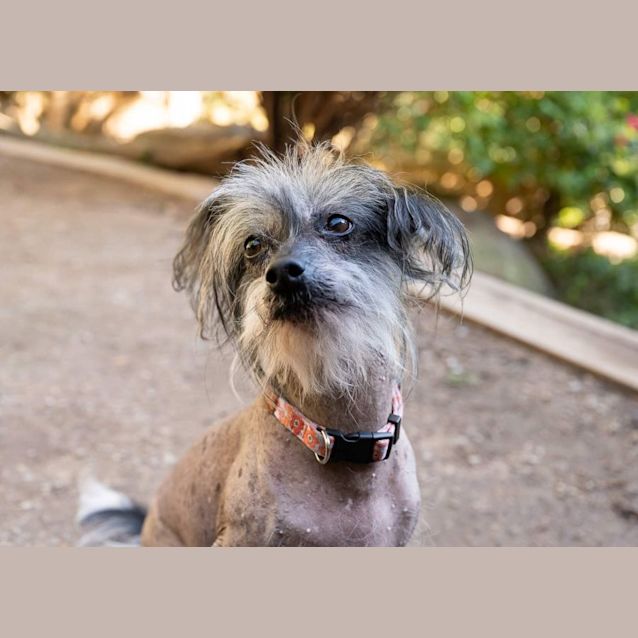 Photo of Tillie & Aisla   Chinese Crested