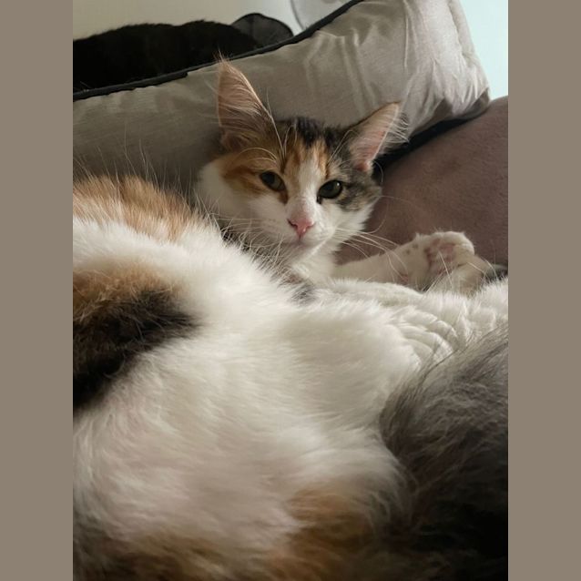 Photo of Gracie 