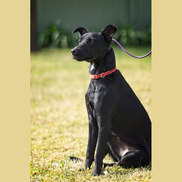 Photo of Millie