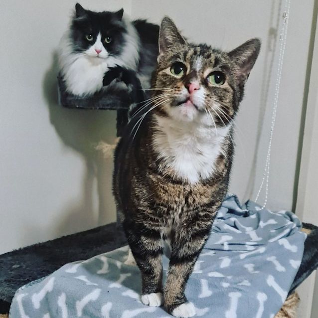 Photo of Rosie & Storm (Located In Wantirna South)
