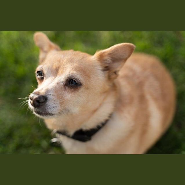 Photo of Rocket And Teacup Upchurch