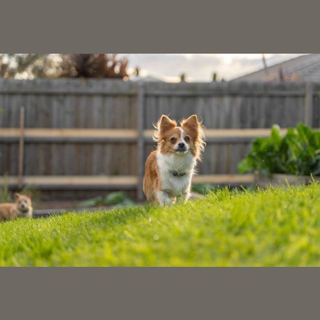 Photo of Rocket And Teacup Upchurch