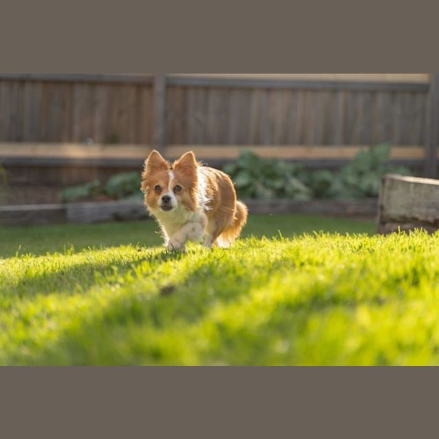 Photo of Rocket And Teacup Upchurch