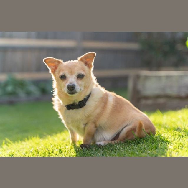 Photo of Rocket And Teacup Upchurch