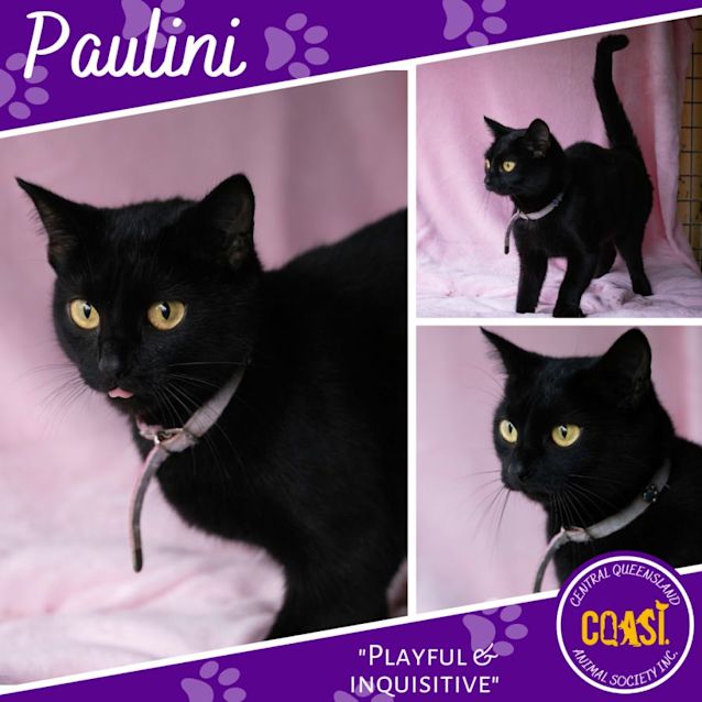 Photo of Paulini