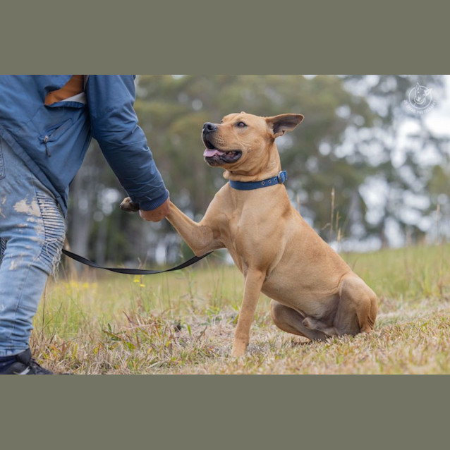 Photo of Kobi   4 Year Old Ridgeback X 