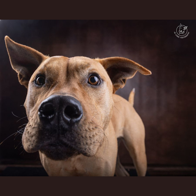 Photo of Kobi   4 Year Old Ridgeback X 