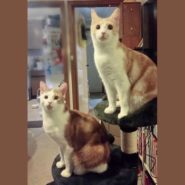 Photo of 🍪Gingernut & Custardcream🍪