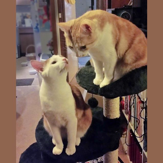 Photo of 🍪Gingernut & Custardcream🍪