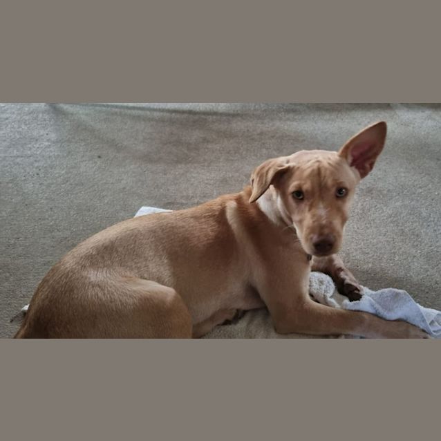 Photo of Shelby