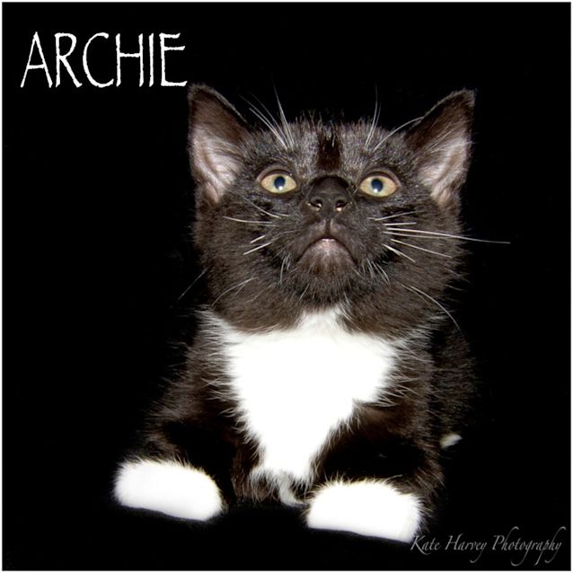 Photo of Archie