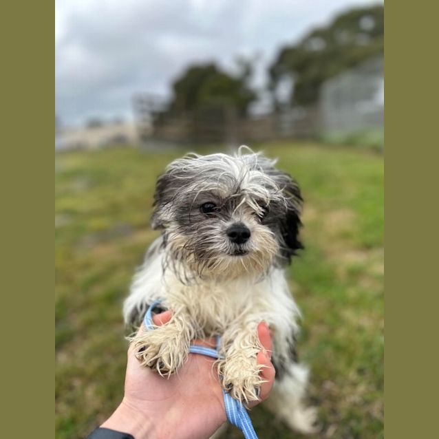 Photo of Ruby